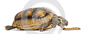 Red-footed tortoises, Chelonoidis carbonaria, eati photo