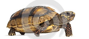 Red-footed tortoises, Chelonoidis carbonaria, in f