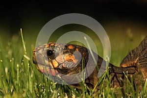 A  Red-footed tortoises Chelonoidis carbonaria in the green grass
