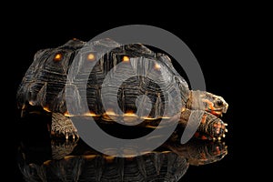 Red-footed tortoises, Chelonoidis carbonaria, Isolated black background photo