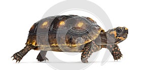 Red-footed tortoises, Chelonoidis carbonaria photo