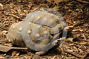 Red footed tortoises or Chelonoidis carbonarius