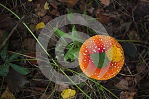 Red forest amanita in grass, dry leaves and plants with birch leaves