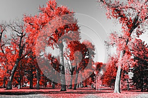 Red Forest in Black and White Landscape