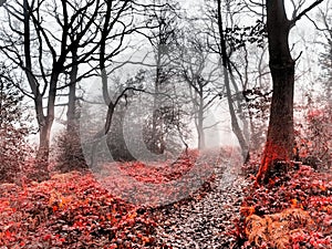 Red forest in deep fog chant