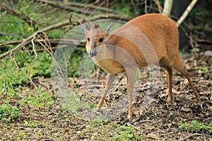 Red forest duiker photo