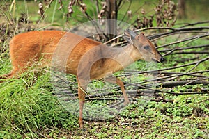 Red forest duiker photo