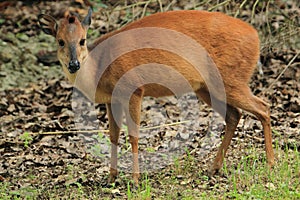 Red forest duiker photo