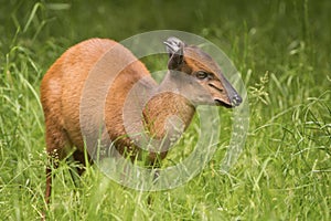 Red Forest Duiker Antelope on grass photo