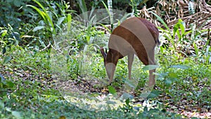 Red forest duiker at Cape Vidal