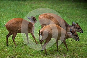 Red forest duiker (Cephalophus natalensis).