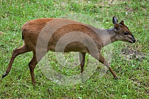 Red forest duiker Cephalophus natalensis.