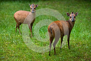 Red forest duiker Cephalophus natalensis. photo