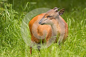 Red Forest Duiker
