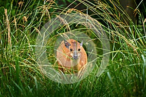 Red forest duiker or Natal red duiker, Cephalophus natalensis, small antelope found in central to southern Africa. African animal photo