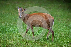 Red forest duiker (Cephalophus natalensis). photo