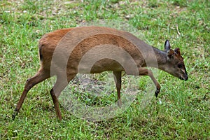 Red forest duiker photo