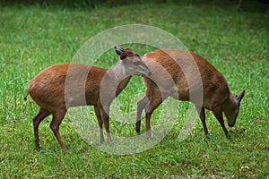 Red forest duiker (Cephalophus natalensis). photo