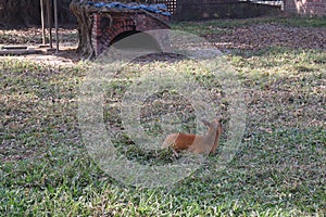 red forest duiker on zoo