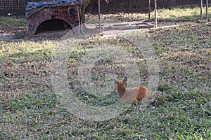 red forest duiker on zoo