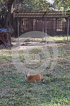 red forest duiker on zoo