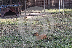 red forest duiker on zoo