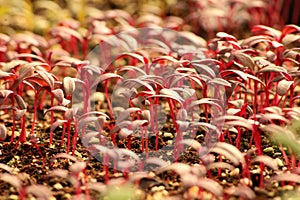 Red Forest of Tiny Amaranth Flower Seedlings Sprouting up From the Organic Healthy Soil