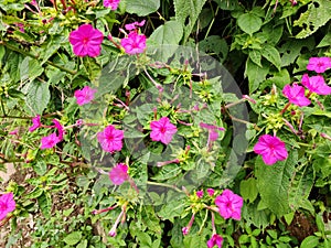 Red four o`clock flower from Indonesia. Four oâ€™clock flowers grow and bloom abundantly in the summer garden