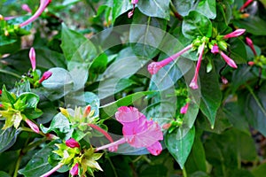 Red four o`clock flower Mirabilis Jalapa