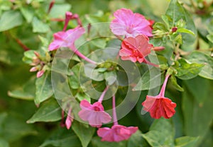 Red four o`clock flower Mirabilis Jalapa in the garden.