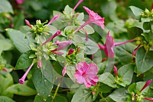 Red four o`clock flower Mirabilis Jalapa in the garden.