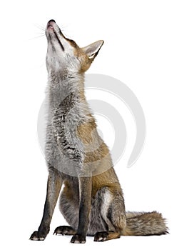 Red Fox, 1 year old, sitting looking up