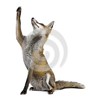 Red Fox, 1 year old, sitting looking up