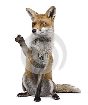 Red Fox, 1 year old, sitting with paw raised