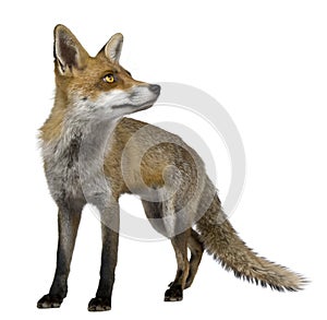 Red Fox, 1 year old, standing