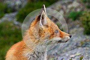 Red fox