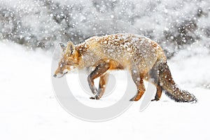 Red fox