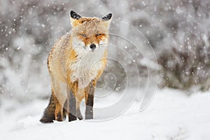 Red fox