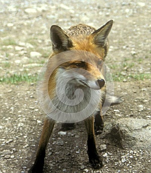 Red Fox Vulpes Close View