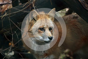 Red Fox