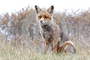 Red Fox