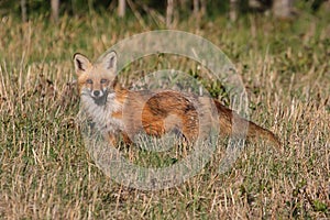 Red Fox