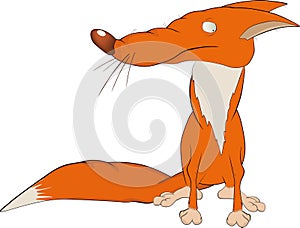 Red fox