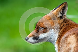 Red Fox photo