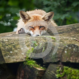 Red Fox