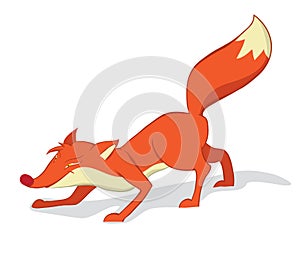 Red fox