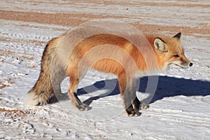 Red fox