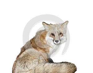 Red Fox