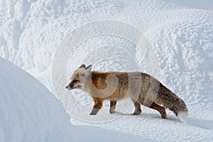 Red Fox