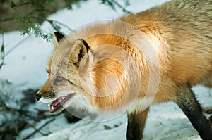 Red Fox photo